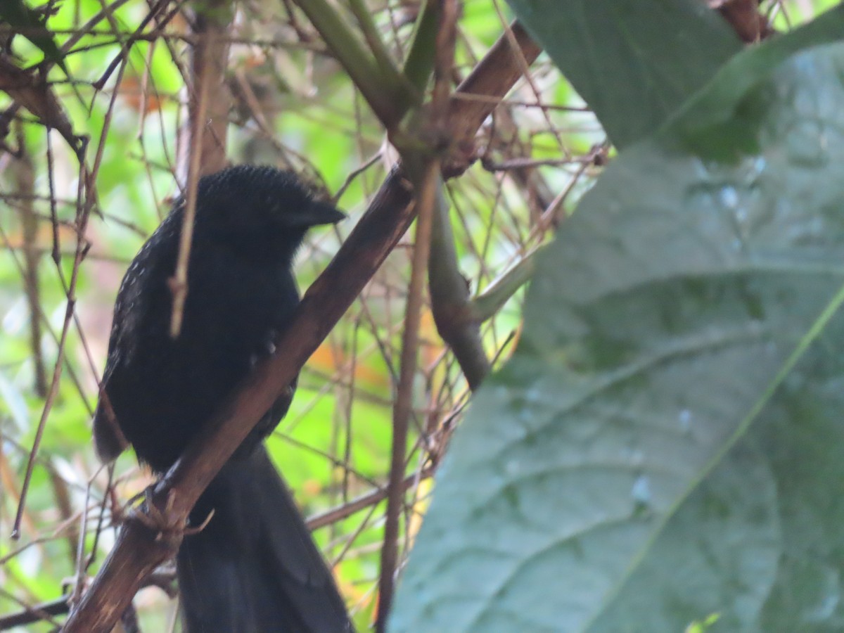 Large-tailed Antshrike - ML623138938