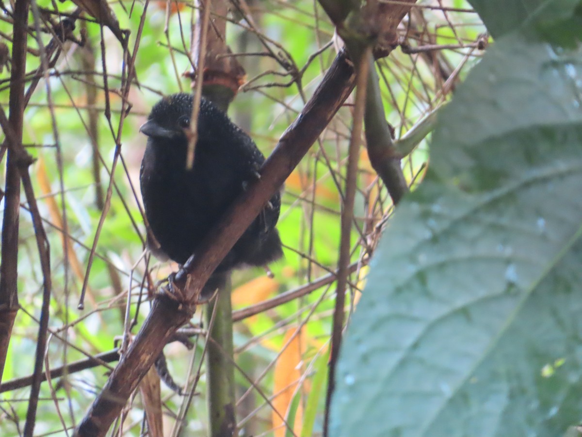 Large-tailed Antshrike - ML623138939