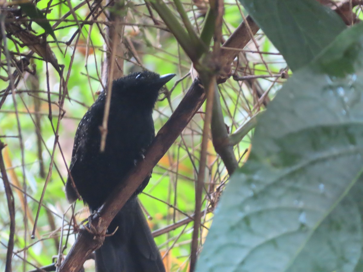 Large-tailed Antshrike - ML623138940