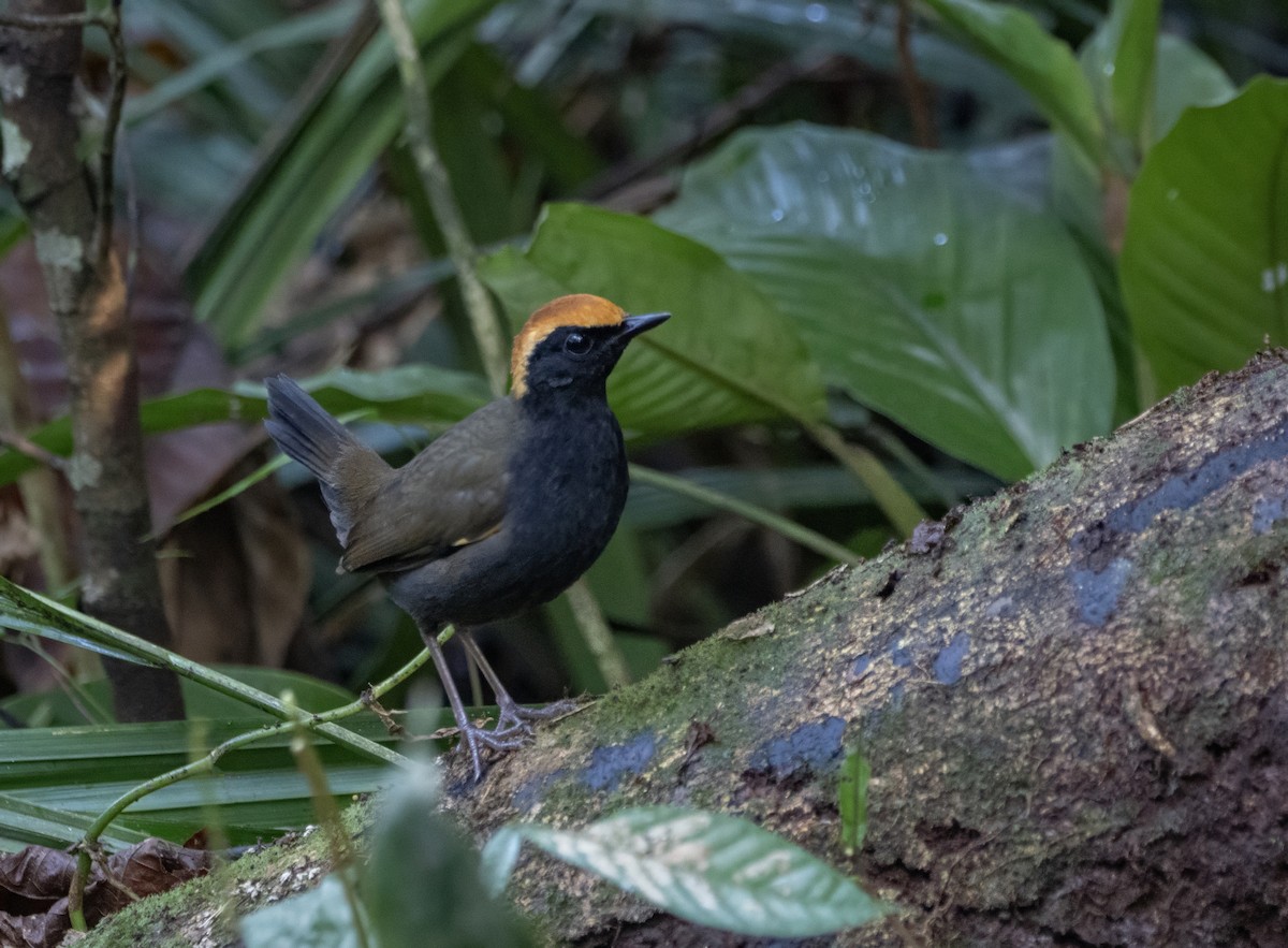 Rufous-capped Antthrush - ML623138970