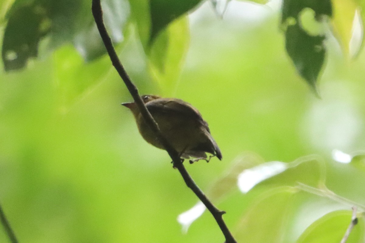 Citrine Canary-Flycatcher - David Morrison