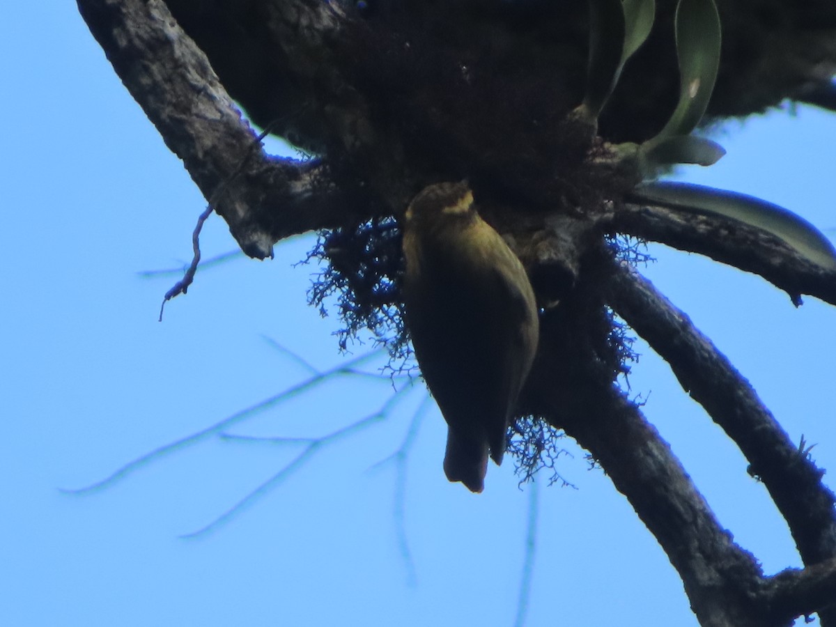 Sharp-billed Treehunter - ML623138981