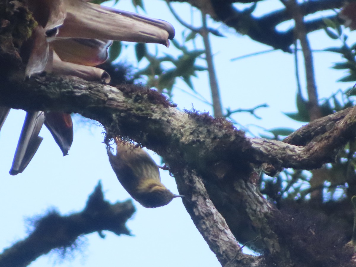 Sharp-billed Treehunter - Alban Guillaumet