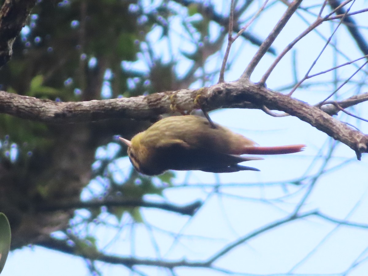 Sharp-billed Treehunter - ML623138984