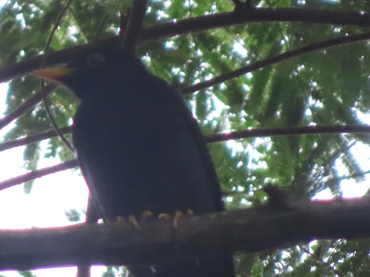 Yellow-legged Thrush - ML623139005