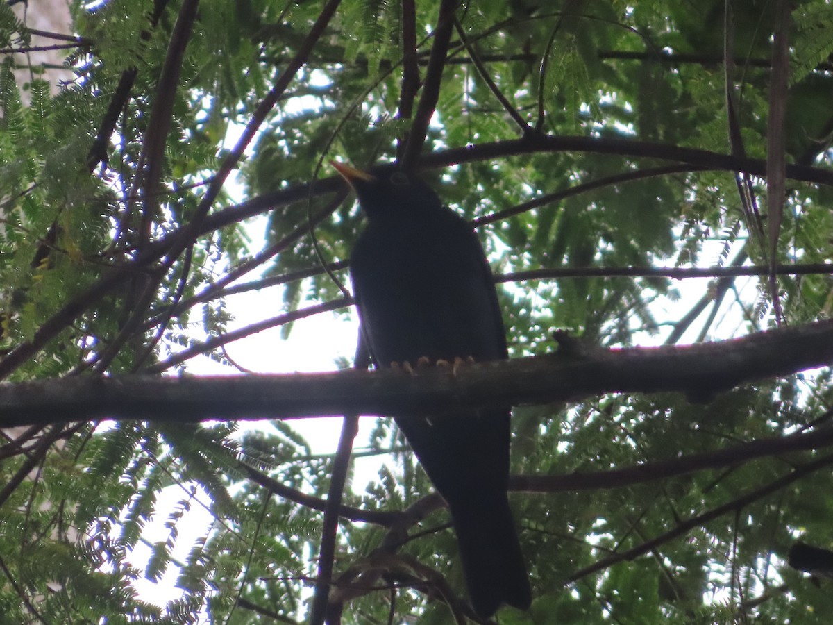 Yellow-legged Thrush - ML623139006