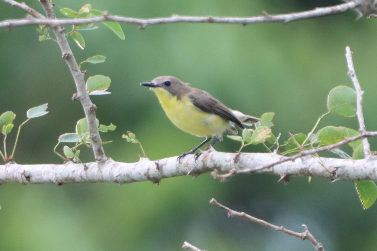 Golden-bellied Gerygone - David Morrison