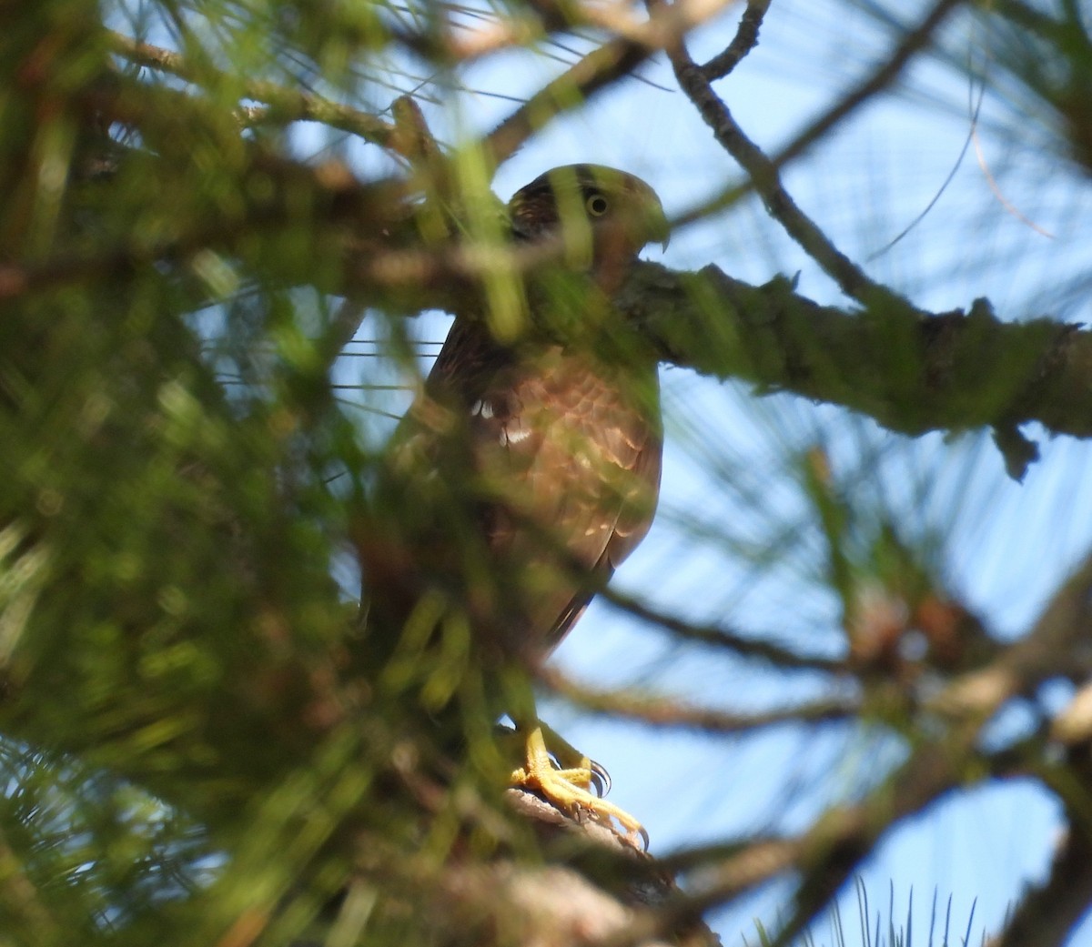 Cooper's Hawk - ML623139062