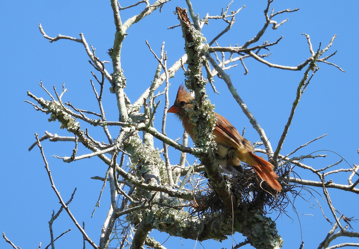 Northern Cardinal - ML623139073