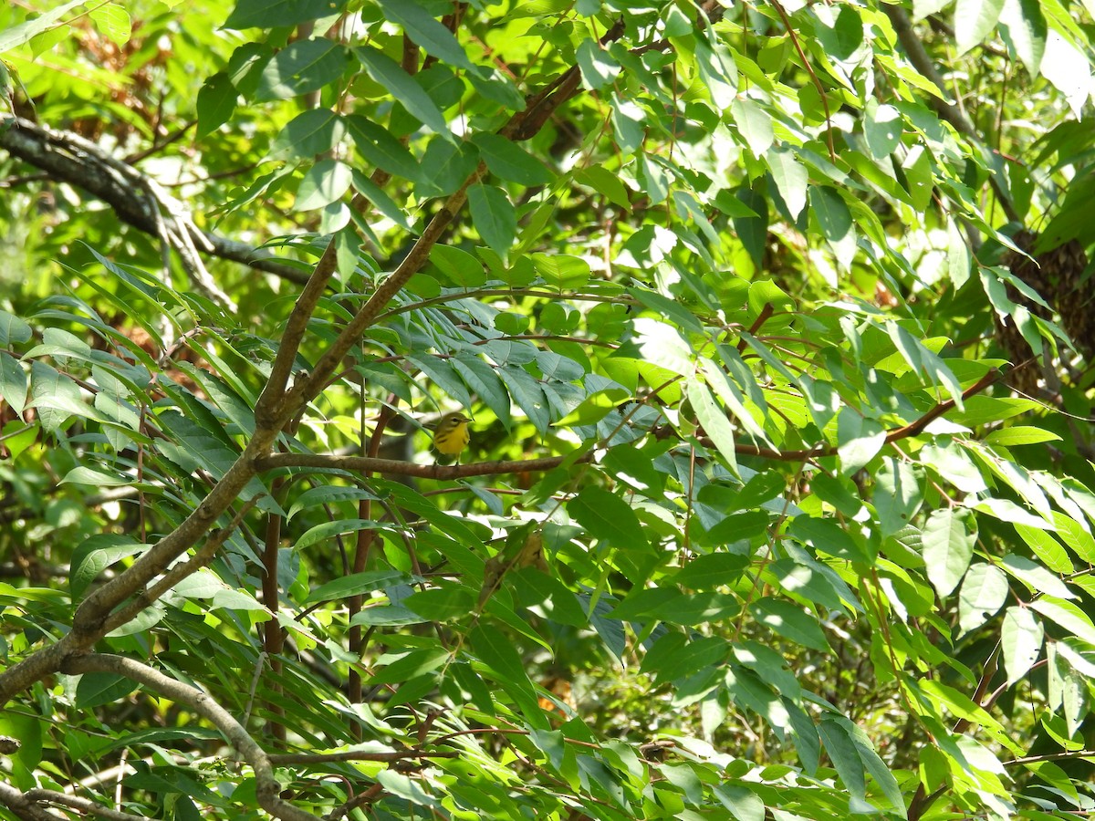 Prairie Warbler - Rowan Gray