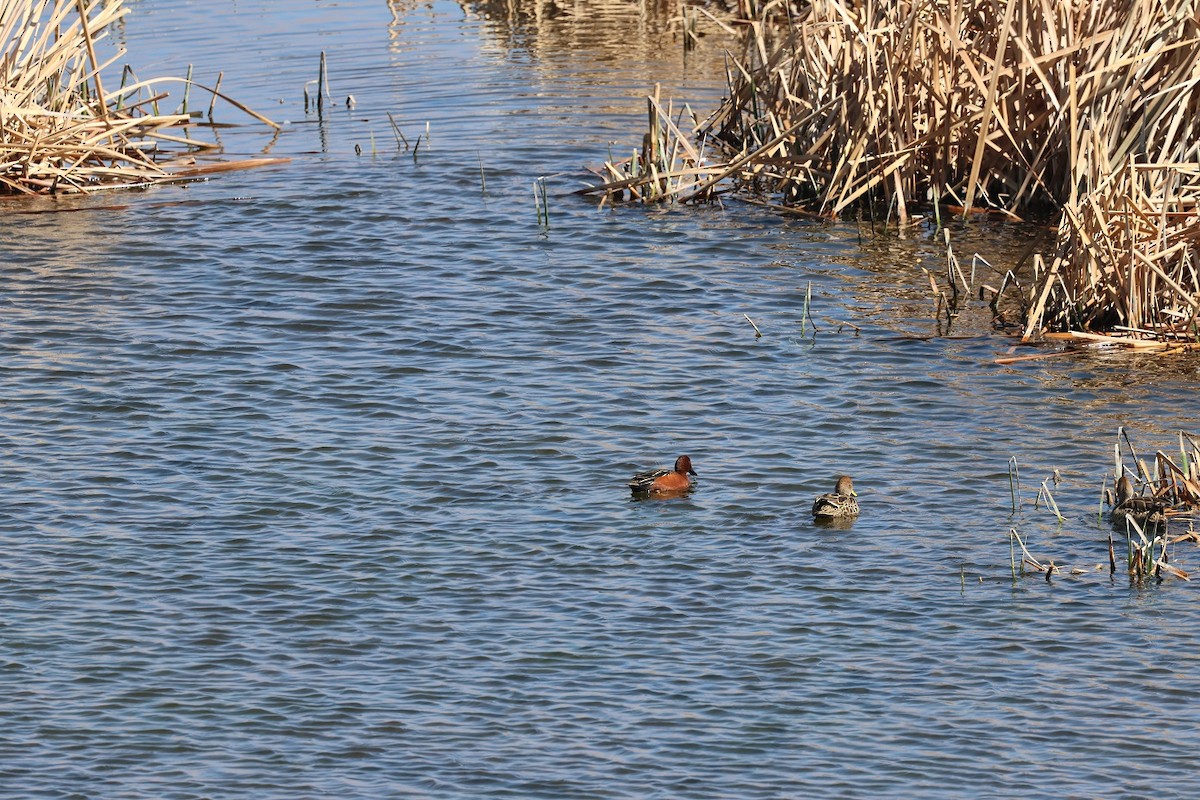 Cinnamon Teal - ML623139117