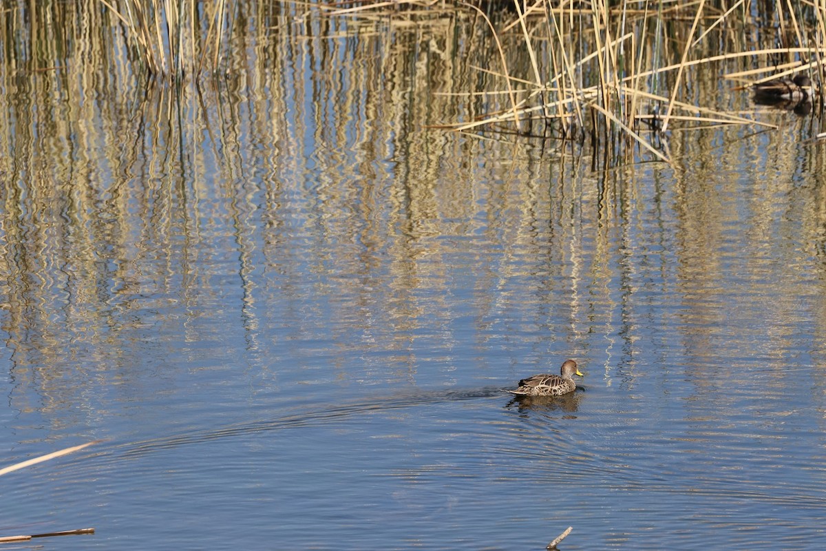 Yellow-billed Pintail - ML623139119