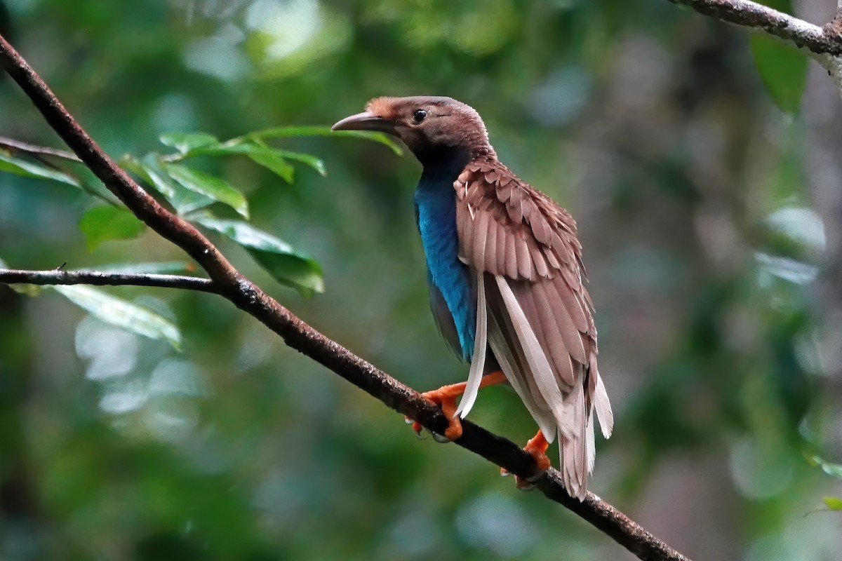 Standardwing Bird-of-Paradise - ML623139121