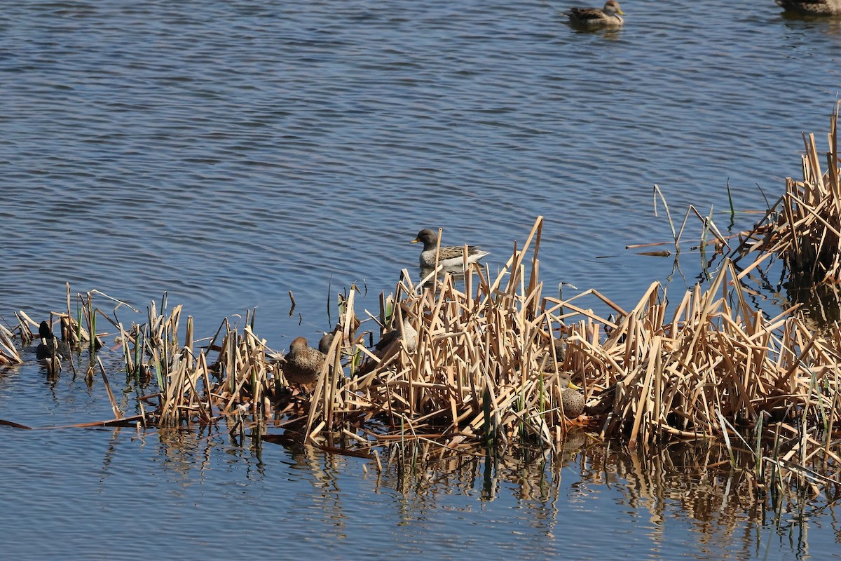 Yellow-billed Teal - ML623139122