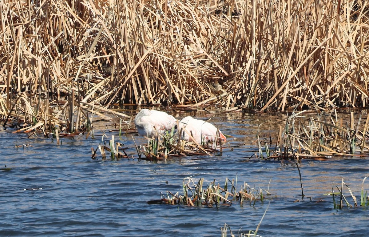 Chilean Flamingo - ML623139128