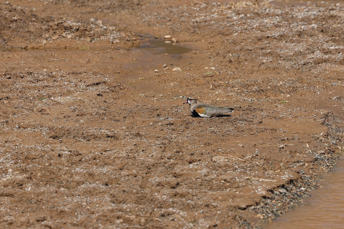 Southern Lapwing - ML623139134