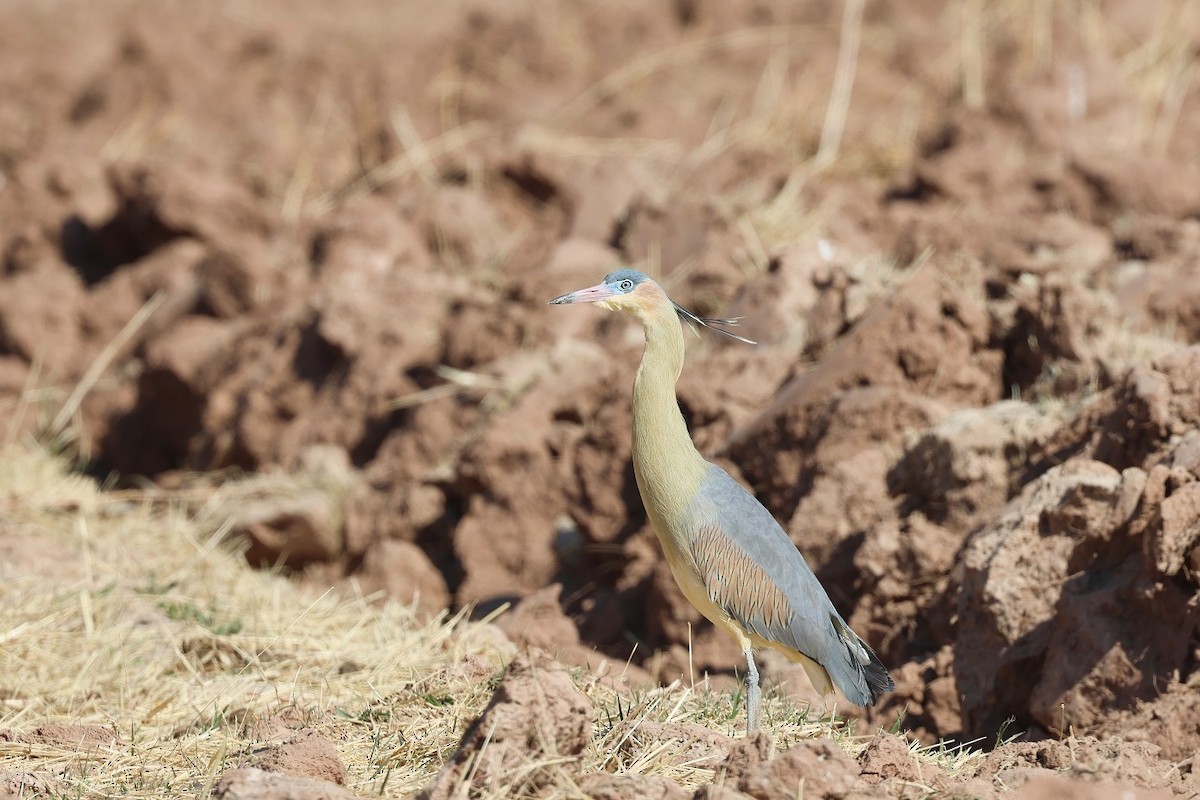 Whistling Heron - ML623139136