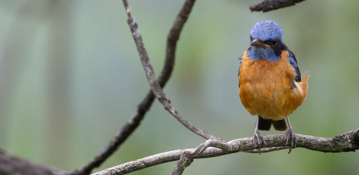 Blue-capped Rock-Thrush - Friedemann Arndt