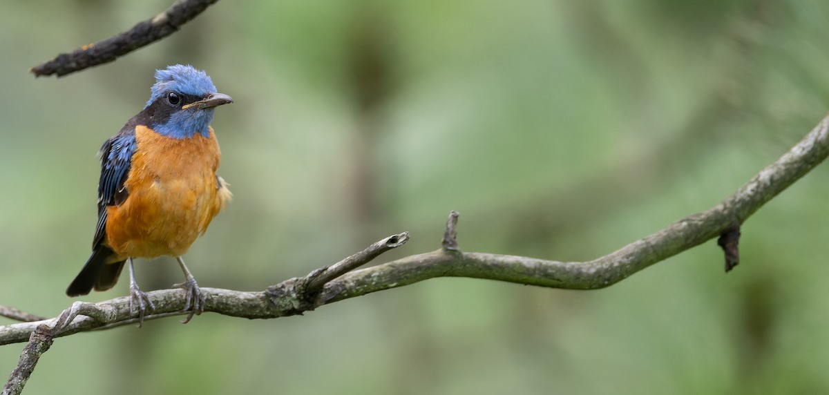 Blue-capped Rock-Thrush - ML623139138