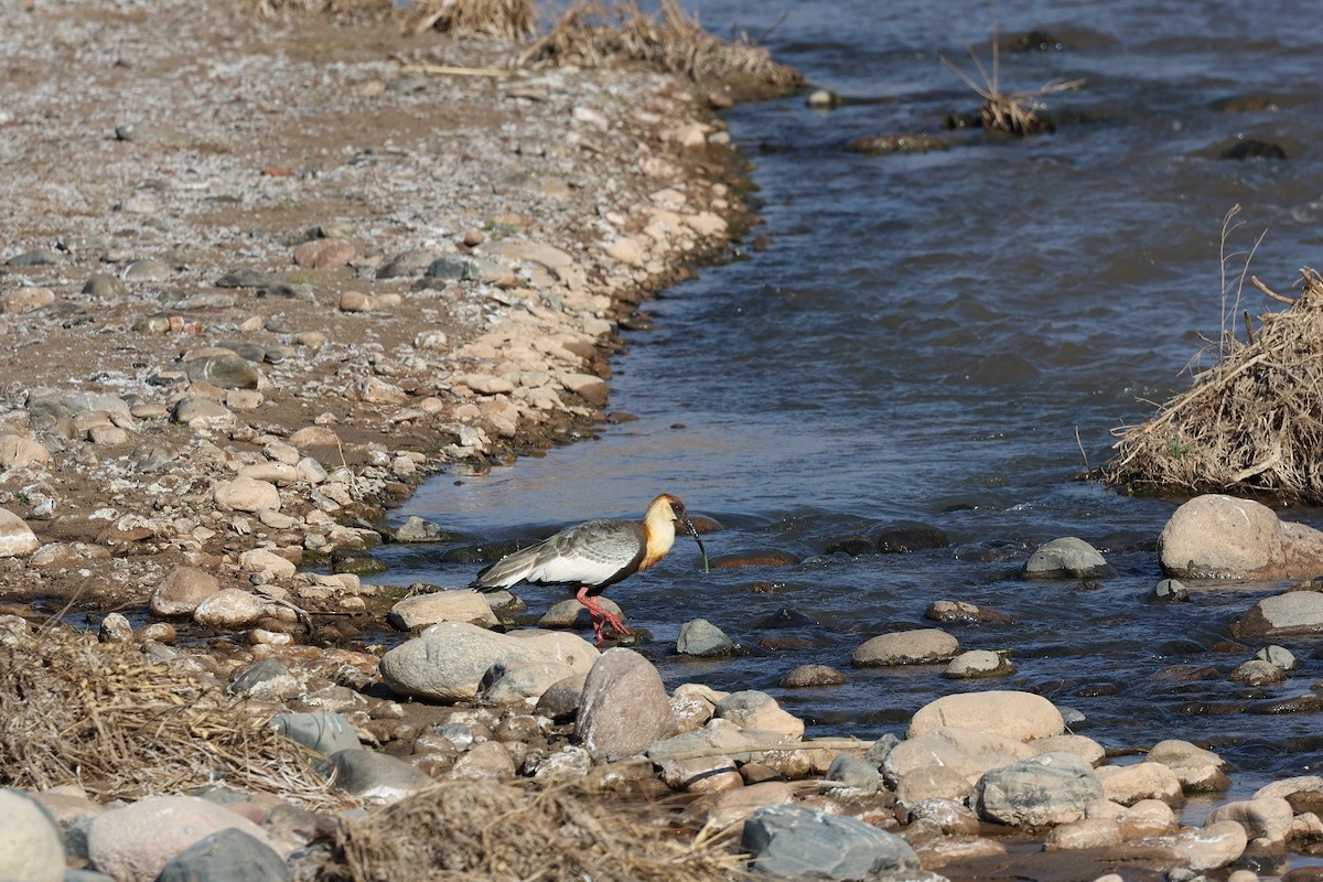 Buff-necked Ibis - ML623139141