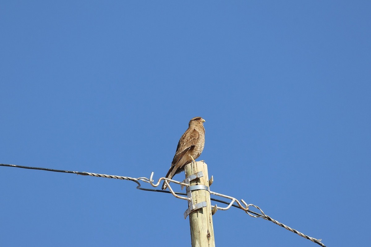 Caracara Chimango - ML623139149