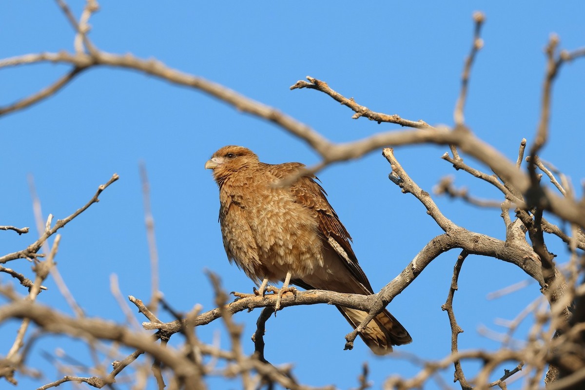 Chimango Caracara - ML623139151