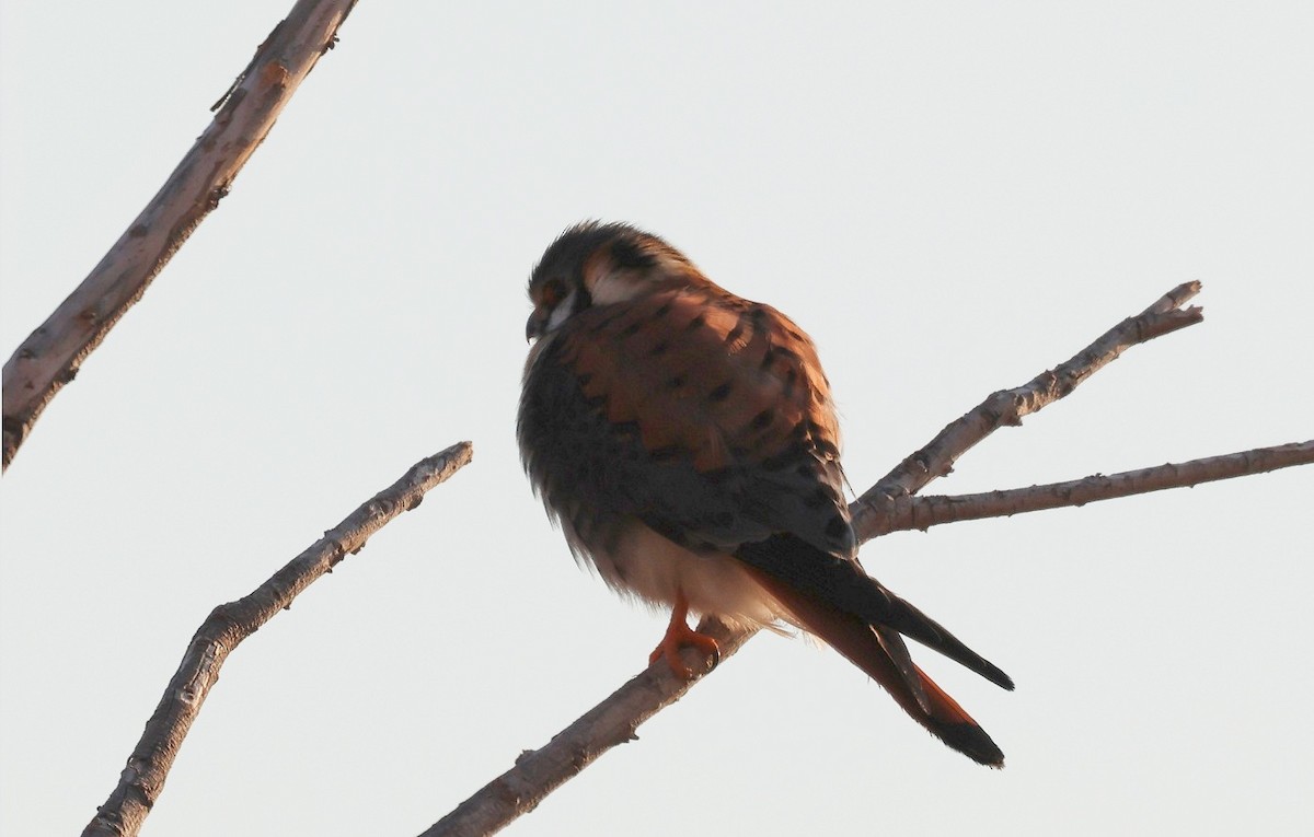 American Kestrel - ML623139160