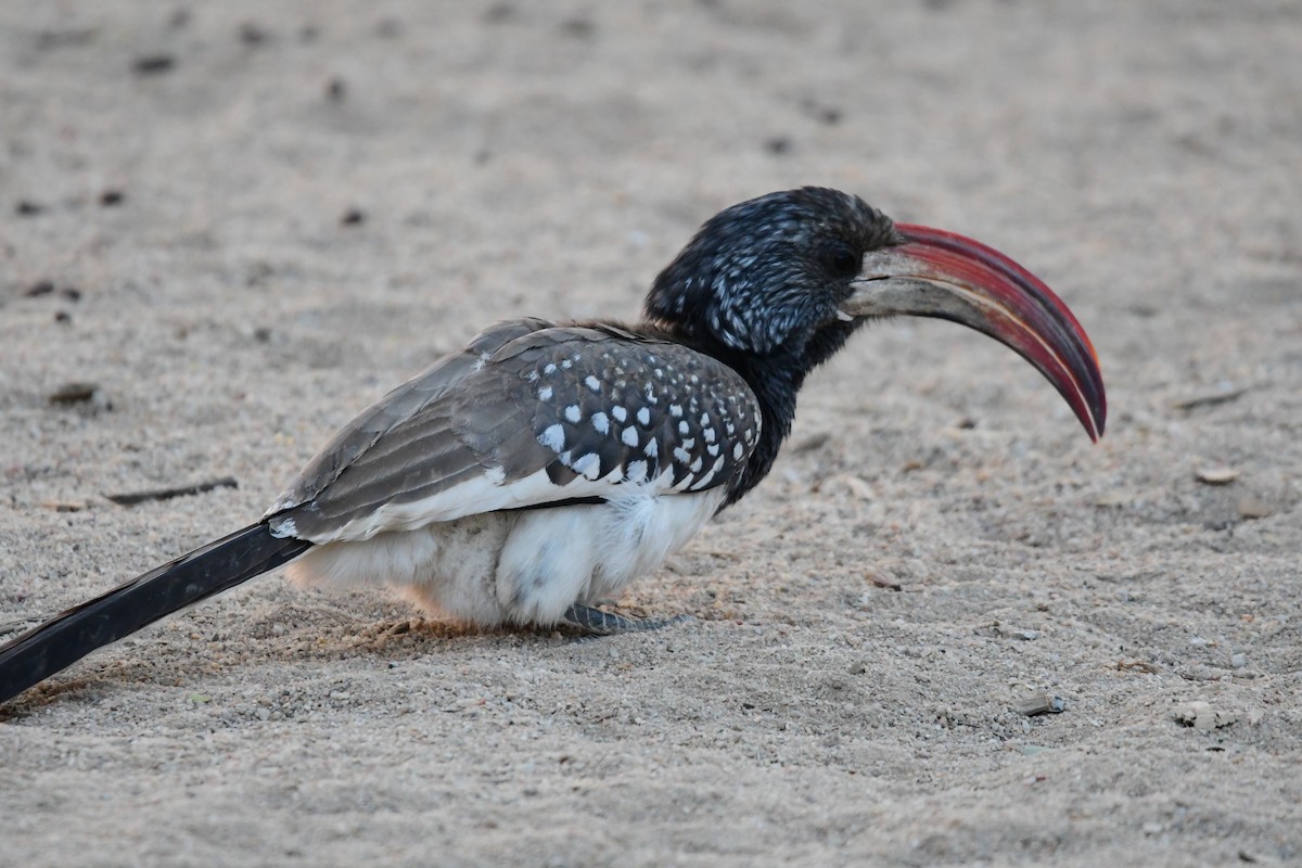 Monteiro's Hornbill - ML623139164