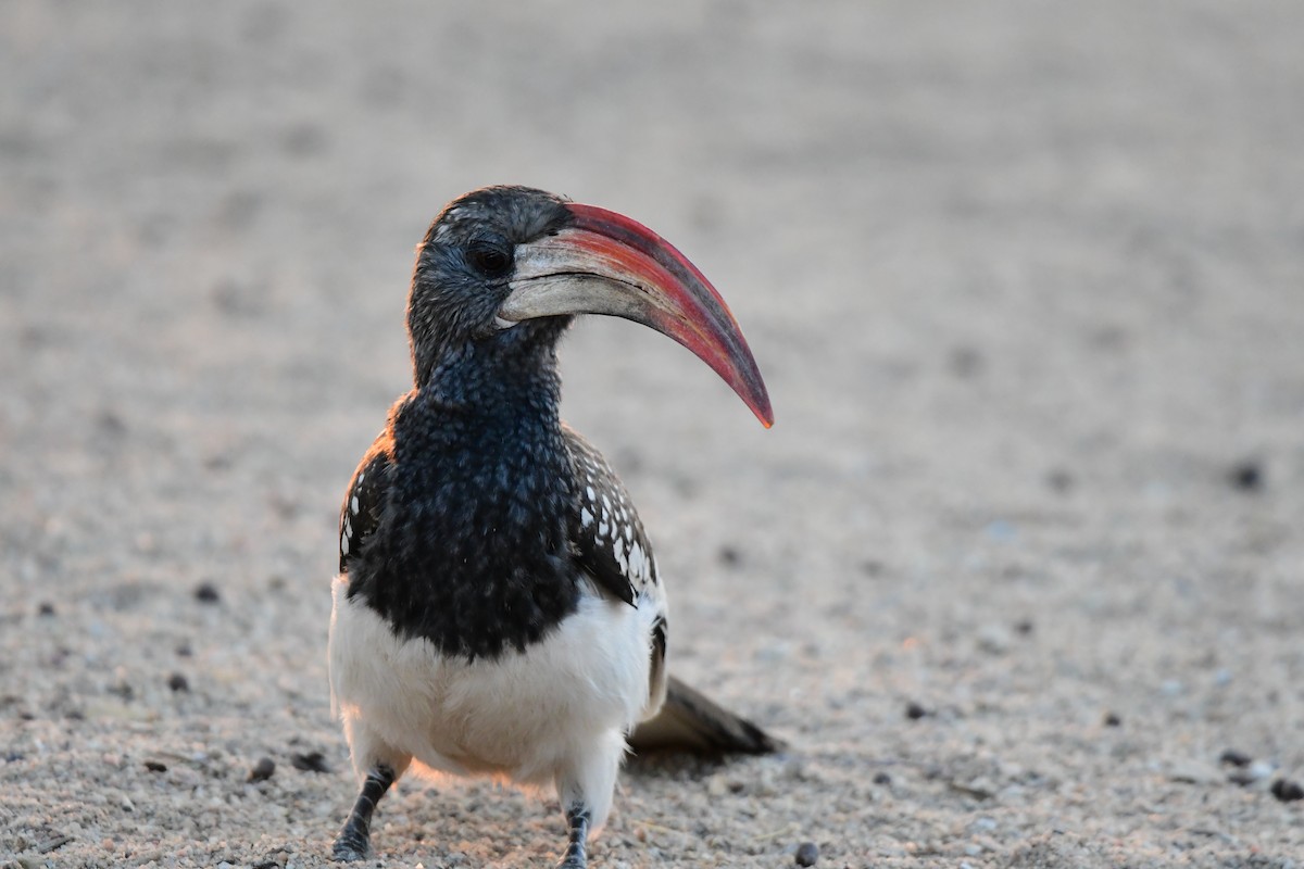 Monteiro's Hornbill - ML623139171