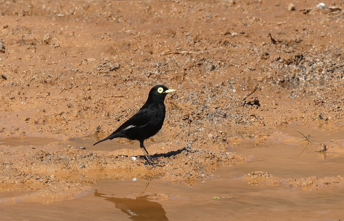 Spectacled Tyrant - ML623139172