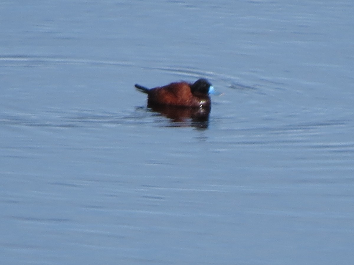 Andean Duck - Oriol Miquel