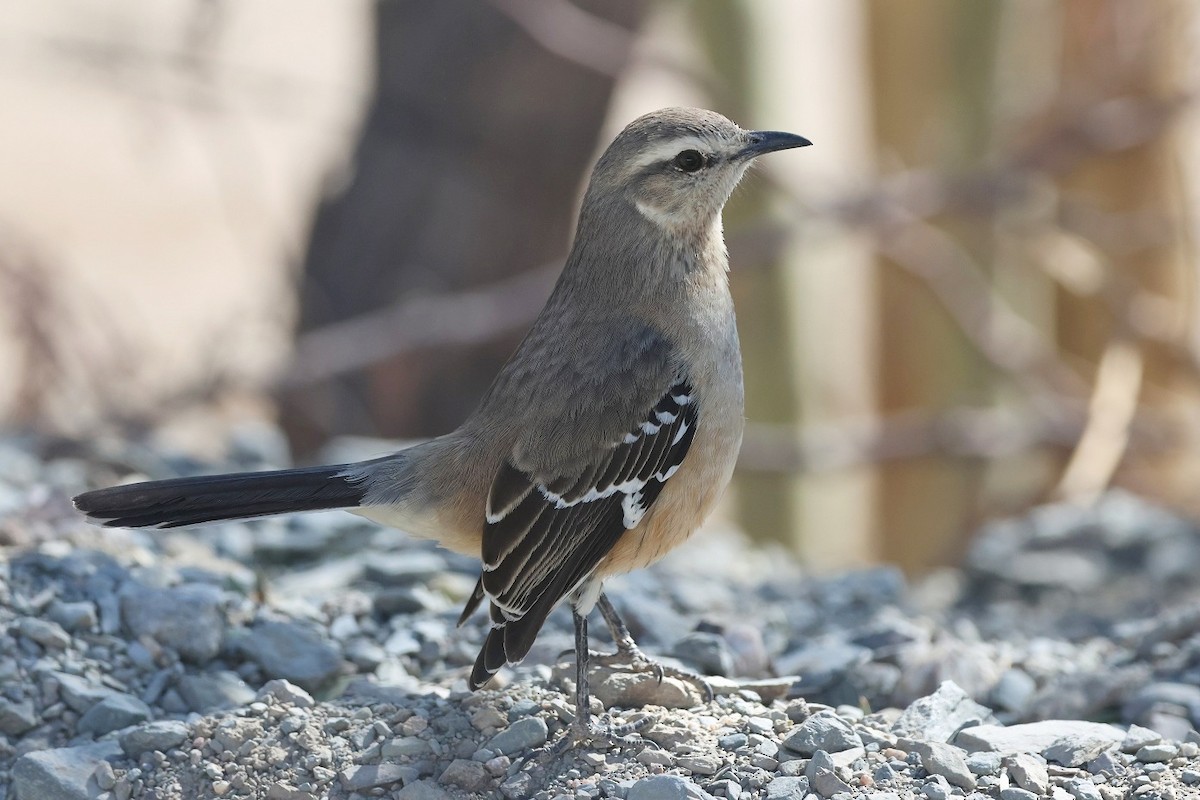 Patagonian Mockingbird - ML623139180