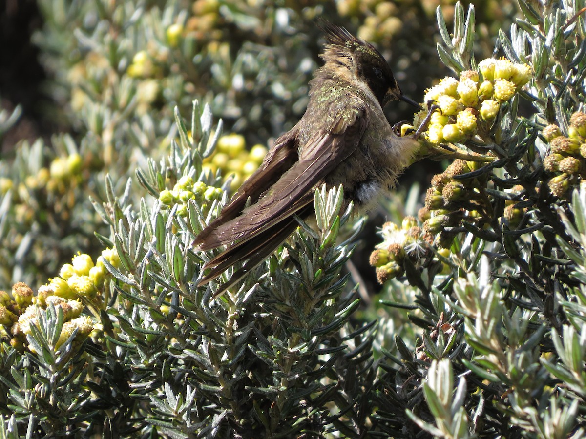 Colibrí Chivito del Nevado del Ruiz - ML623139202