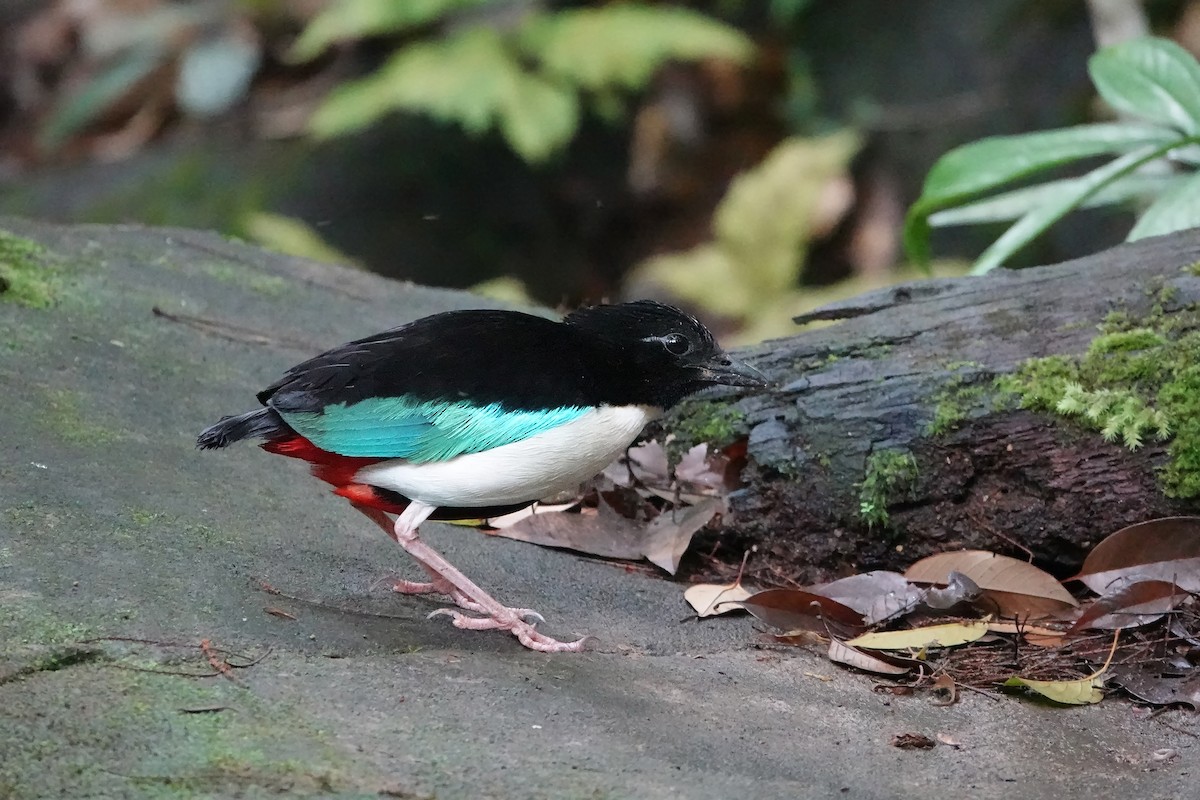 pita obrovská - ML623139205