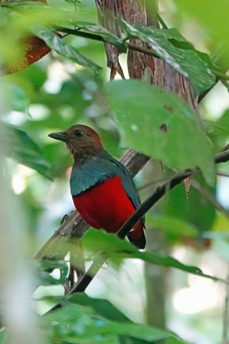 pita rezavobřichá - ML623139270