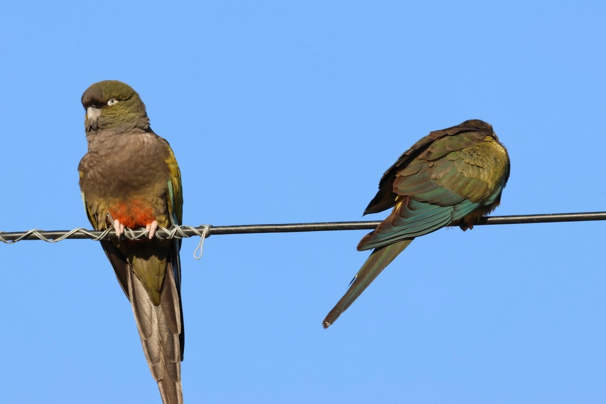 Burrowing Parakeet - ML623139282