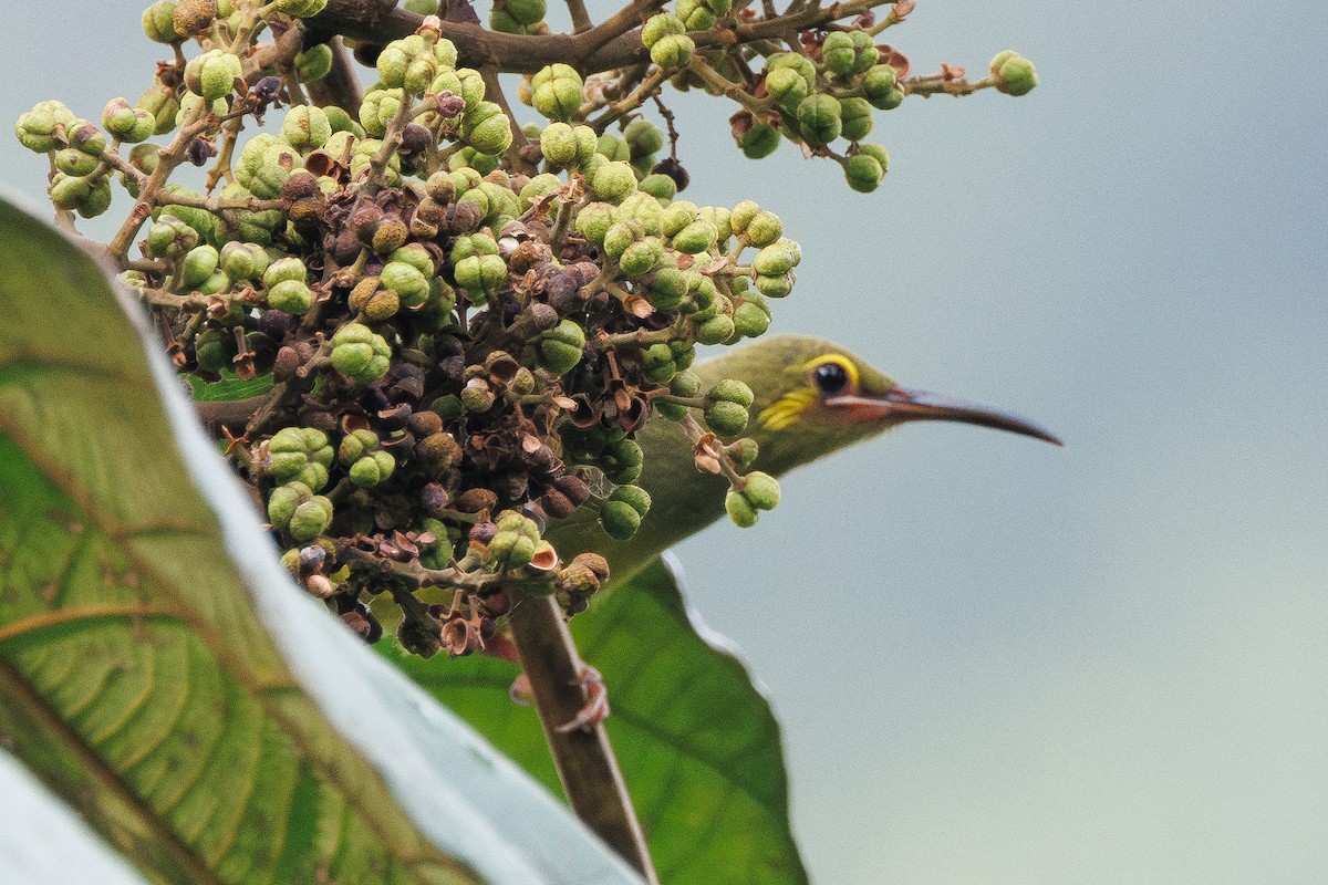 Yellow-eared Spiderhunter - ML623139335