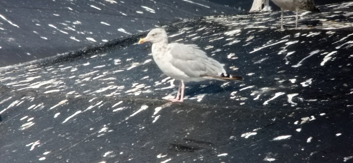 Herring Gull (European) - ML623139345