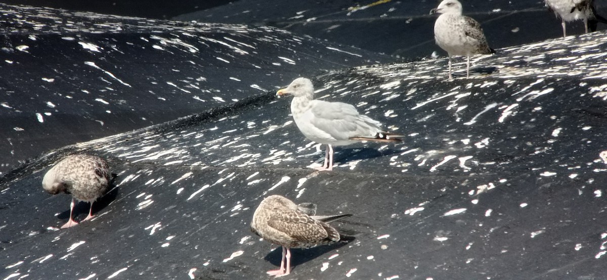 Herring Gull (European) - ML623139346