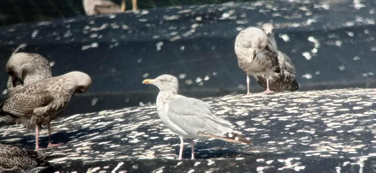 Herring Gull (European) - ML623139347