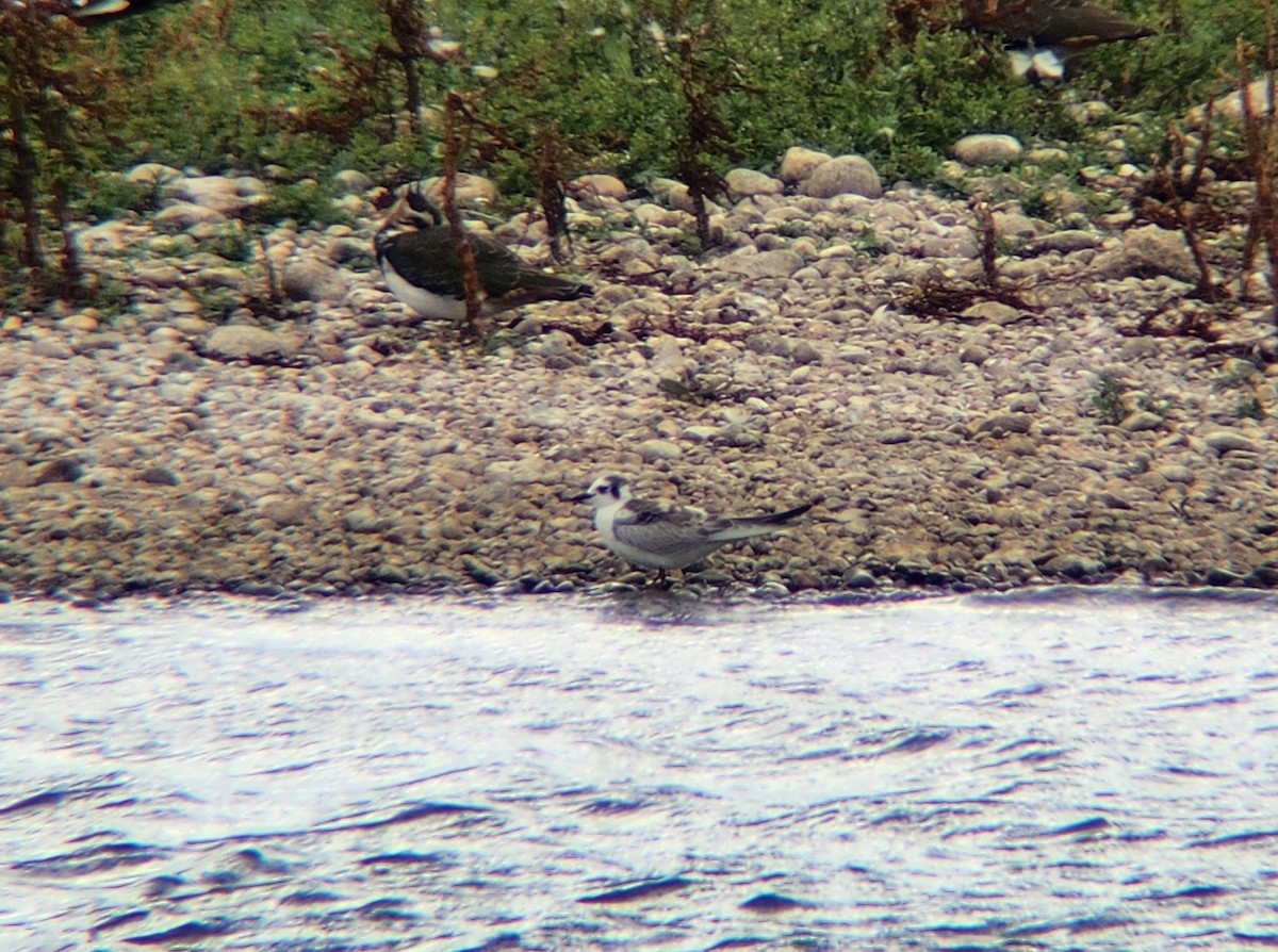White-winged Tern - ML623139355