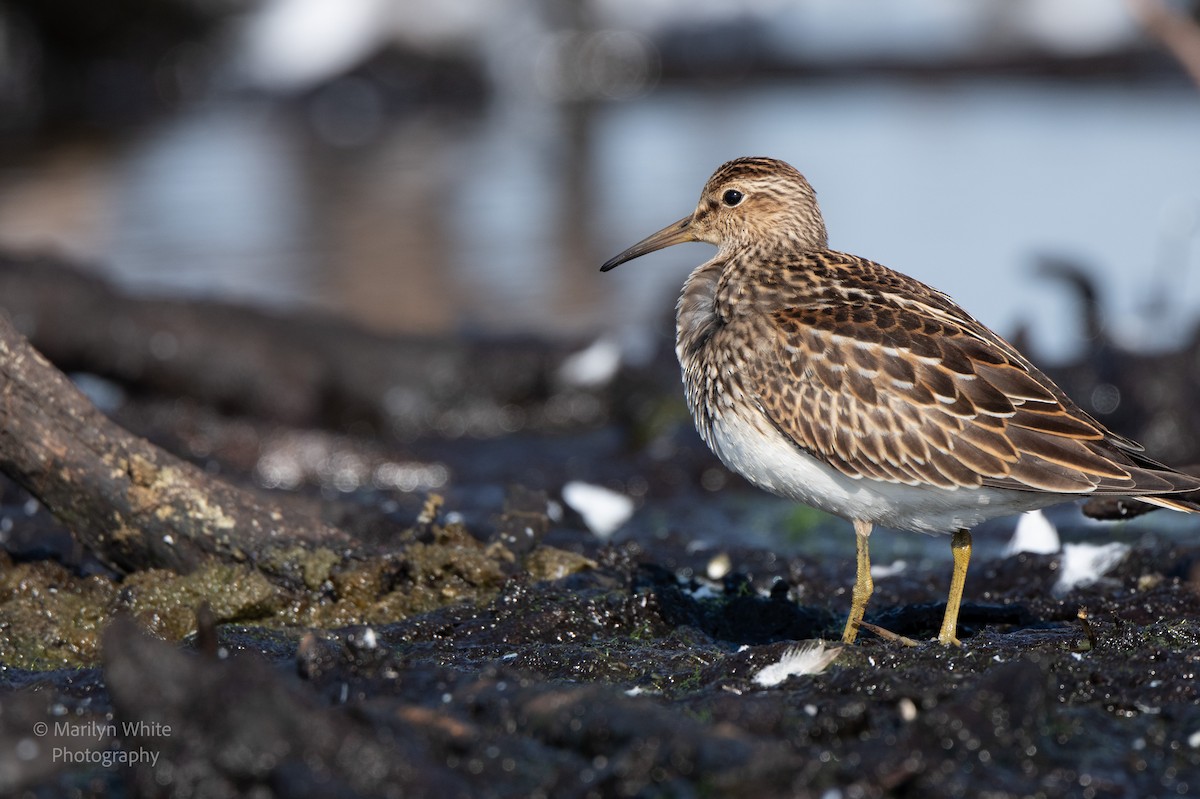 Pectoral Sandpiper - ML623139374