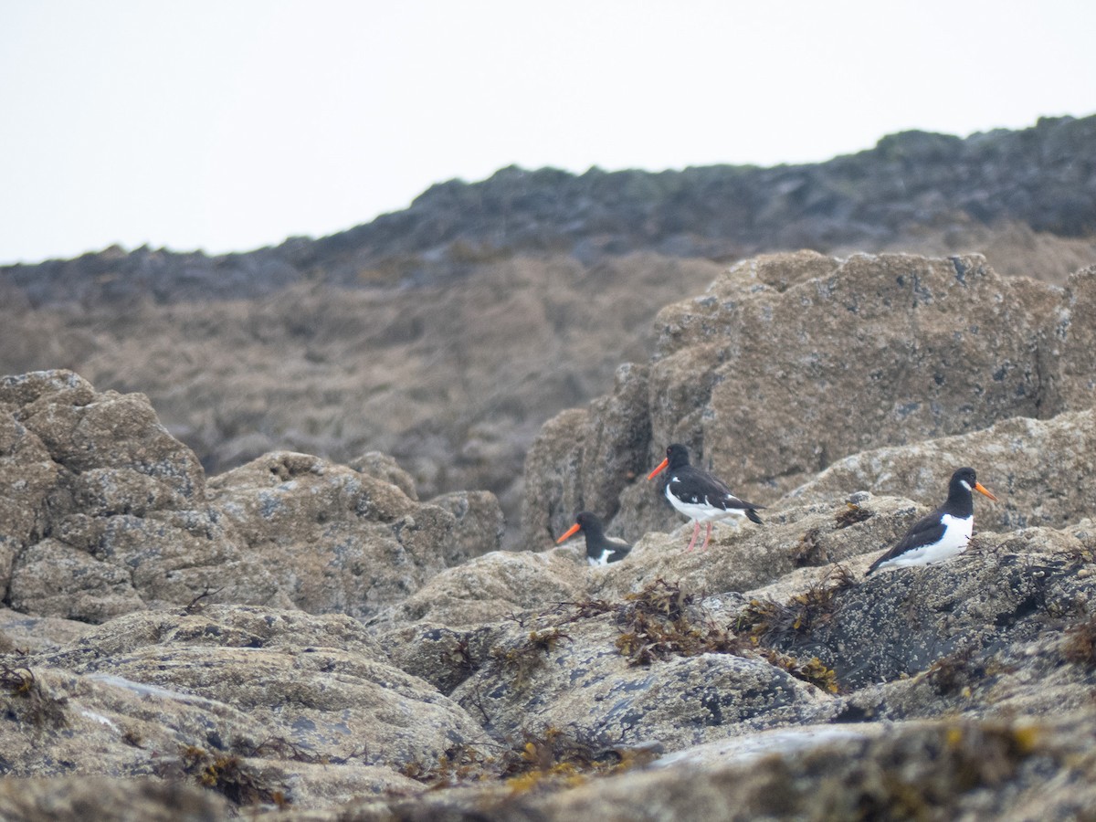 Eurasian Oystercatcher - ML623139427