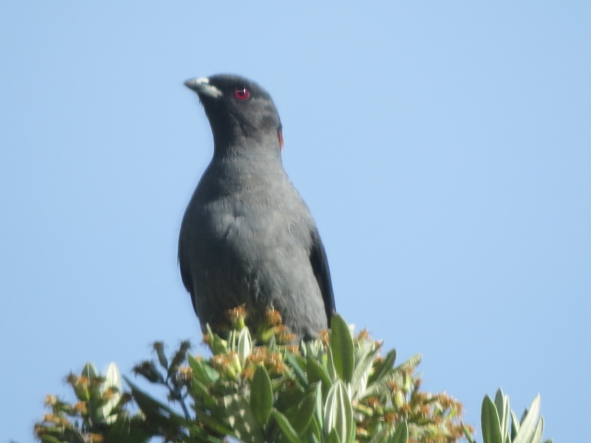 Cotinga Crestirrojo - ML623139453