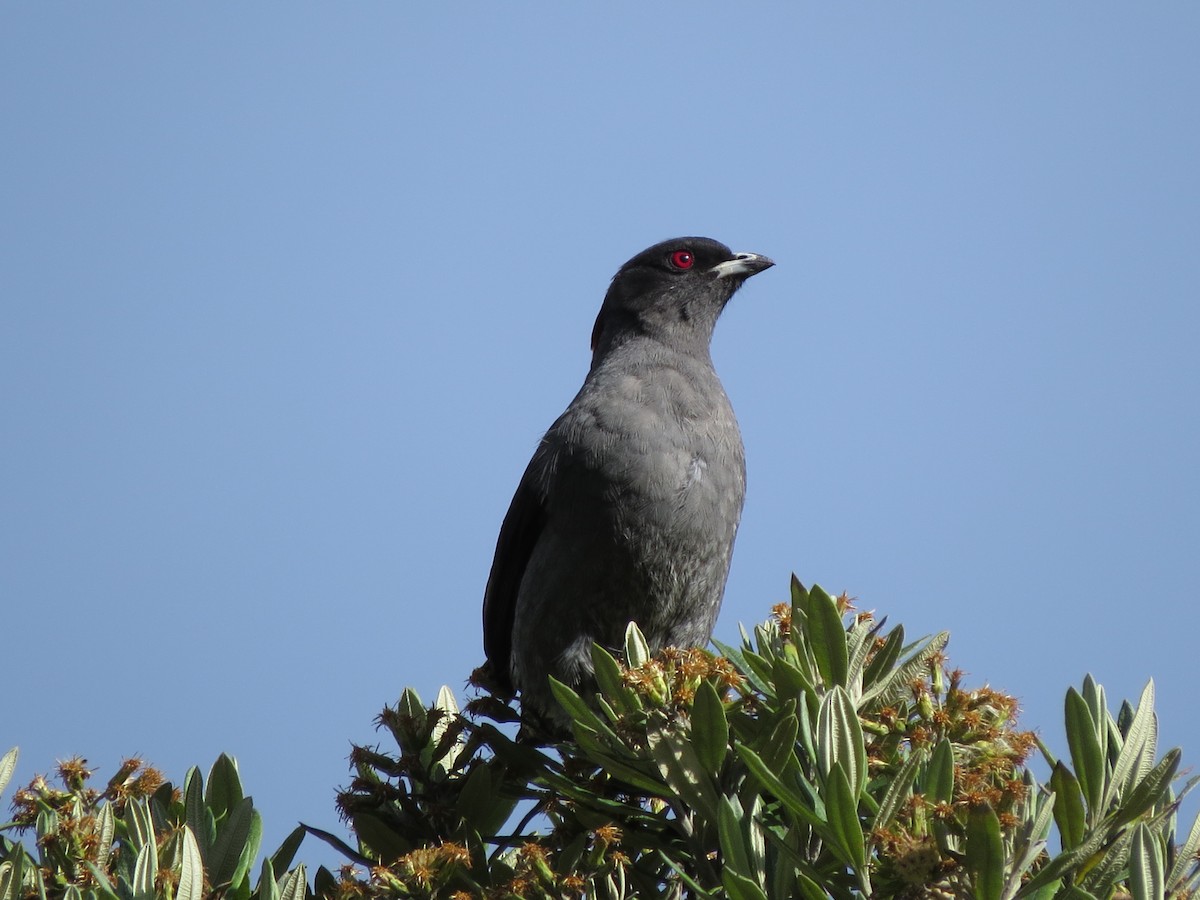 Cotinga Crestirrojo - ML623139454