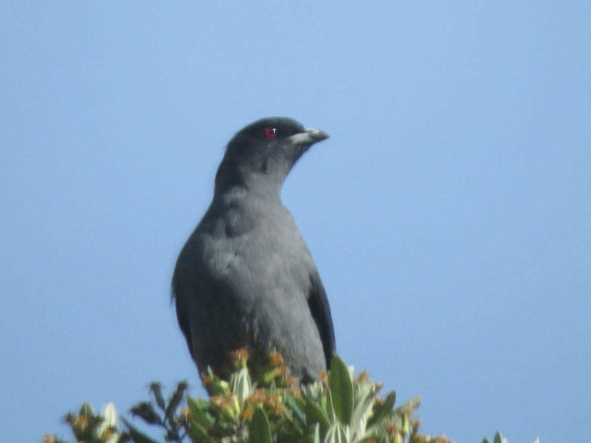 Red-crested Cotinga - Oriol Miquel