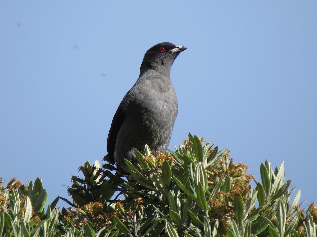 Cotinga Crestirrojo - ML623139456