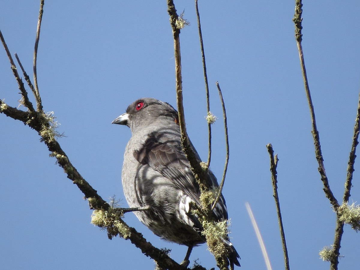 Red-crested Cotinga - Oriol Miquel