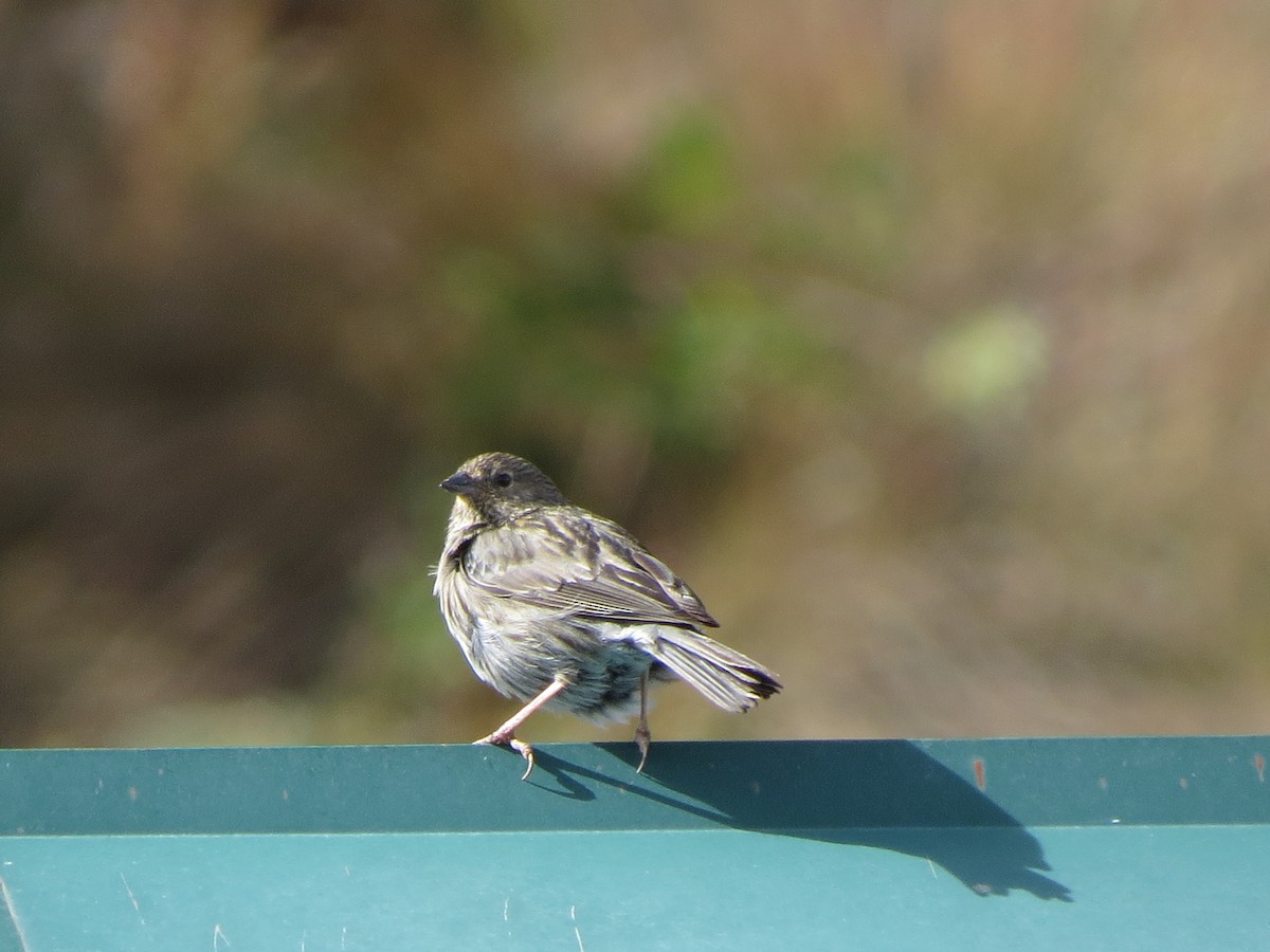 Plumbeous Sierra Finch - Oriol Miquel