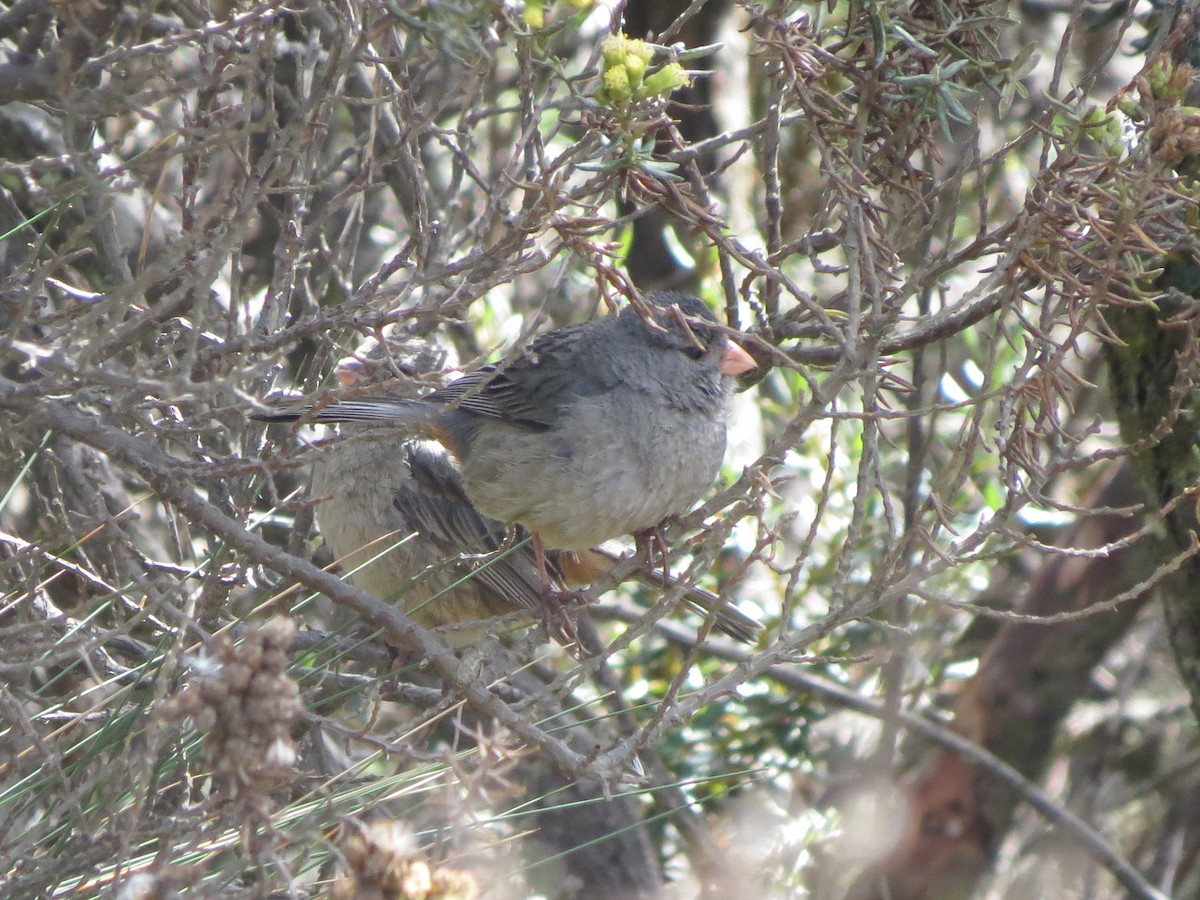 Plain-colored Seedeater - ML623139535